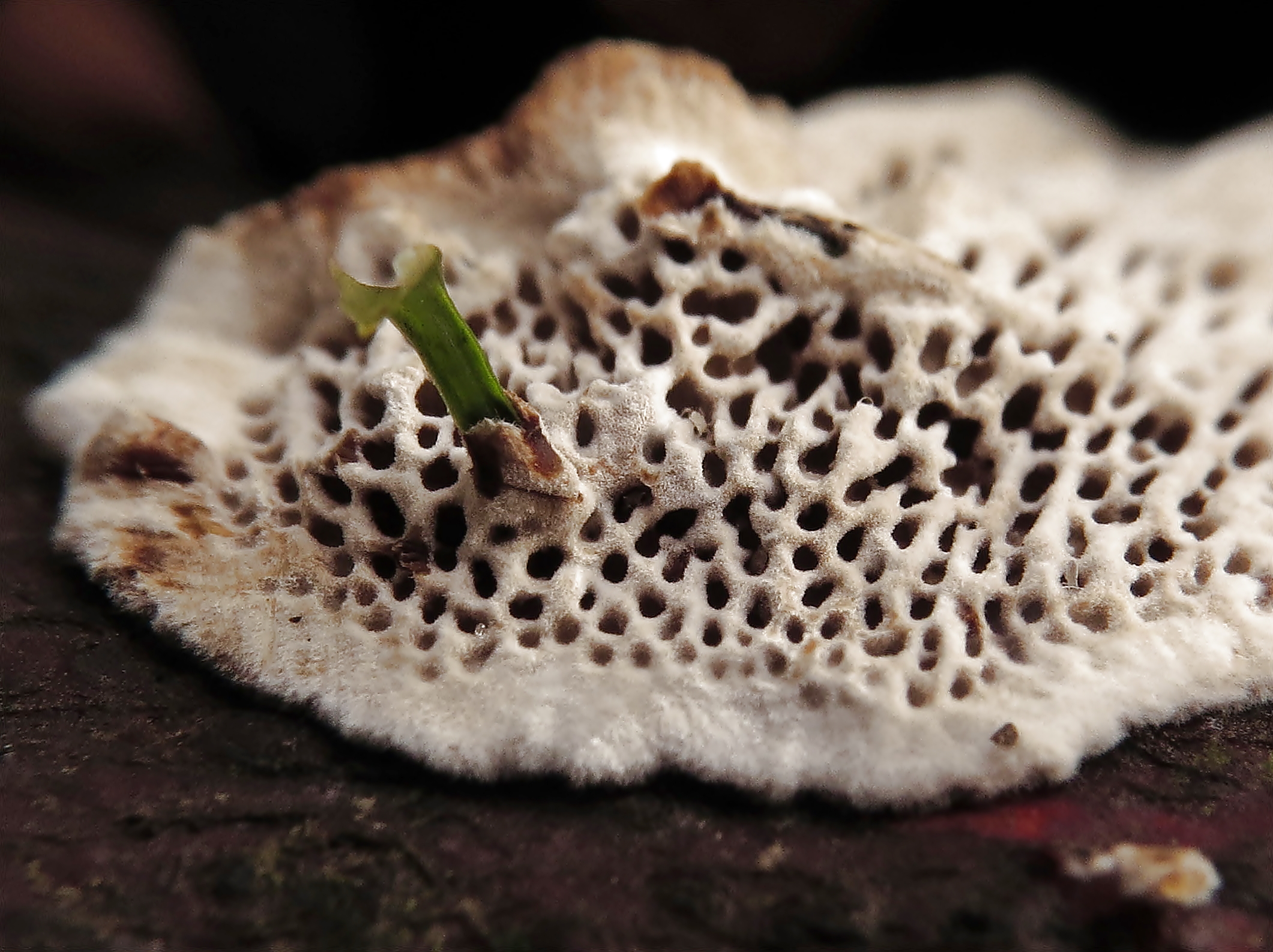 Het lijkt wel een gehaakt kleedje van mijn oma